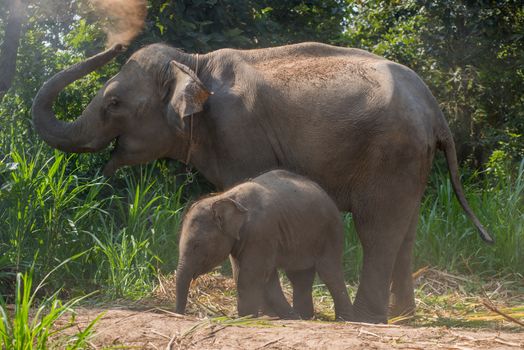 A young elephant right next to an adult one.