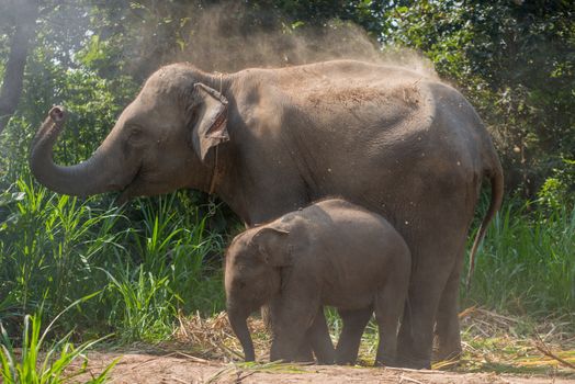 A young elephant right next to an adult one.