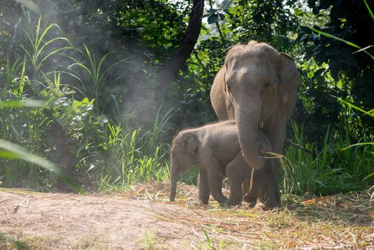 A young elephant right next to an adult one.