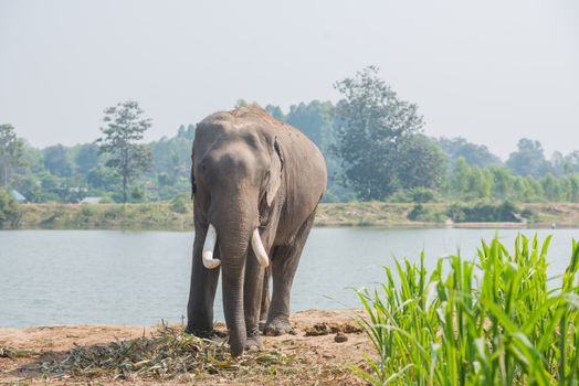 background elephant