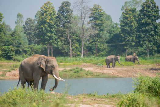 background elephant