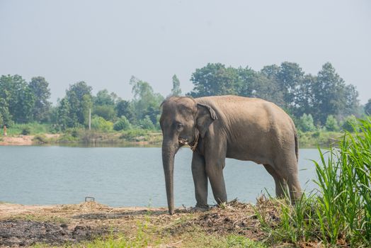 background elephant