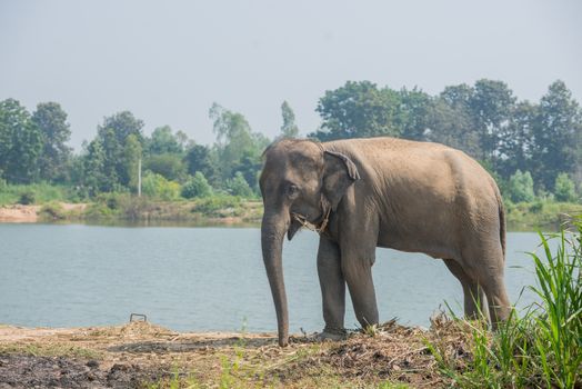 background elephant