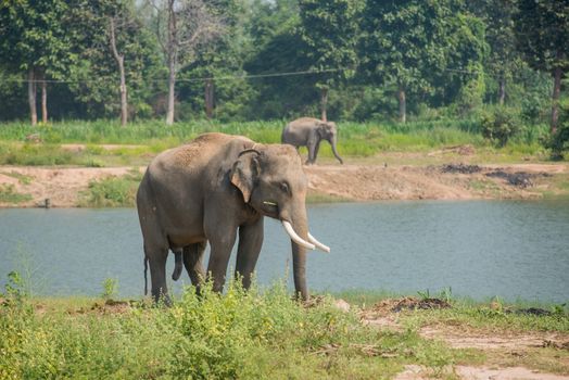 background elephant