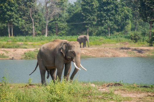 background elephant