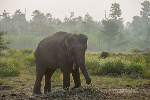 background elephant