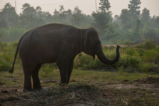 background elephant