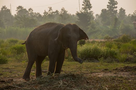 background elephant