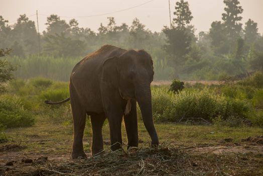 background elephant