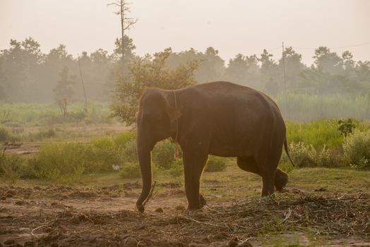 background elephant