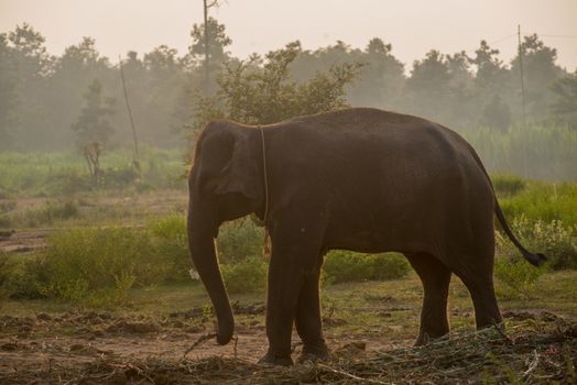 background elephant