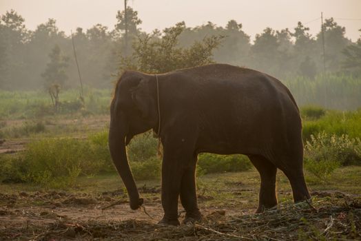 background elephant