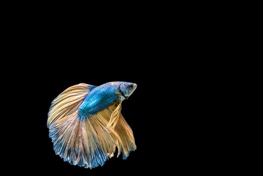 siamese fighting fish isolated on black background.