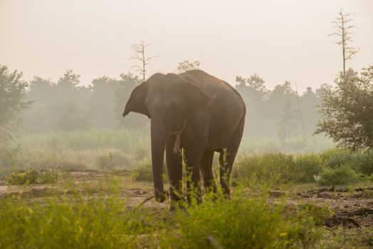 background elephant