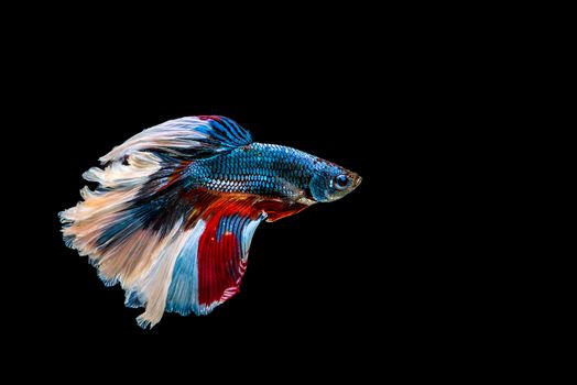 siamese fighting fish isolated on black background.