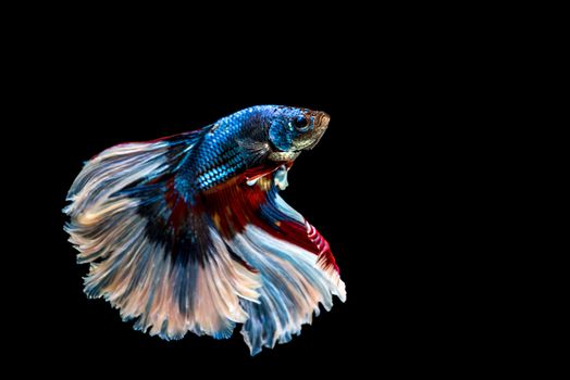 siamese fighting fish isolated on black background.