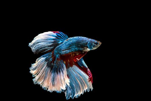 siamese fighting fish isolated on black background.