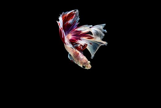 siamese fighting fish isolated on black background.