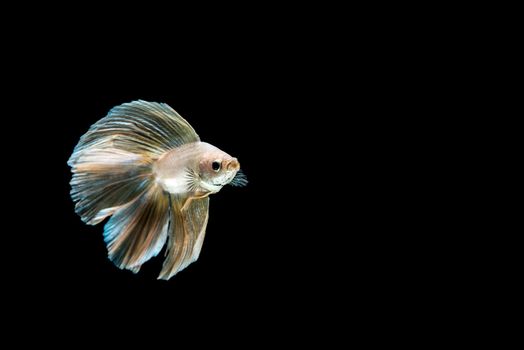 siamese fighting fish isolated on black background.