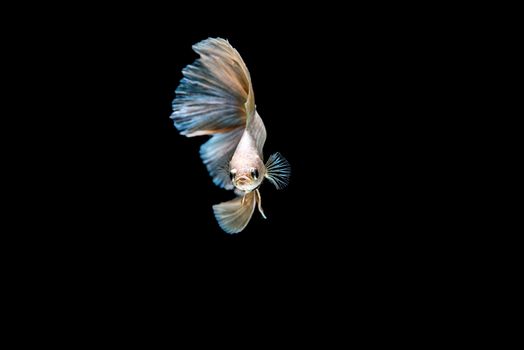 siamese fighting fish isolated on black background.