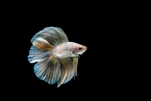 siamese fighting fish isolated on black background.