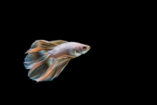 siamese fighting fish isolated on black background.