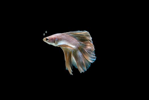 siamese fighting fish isolated on black background.