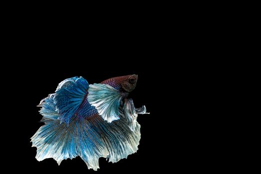 siamese fighting fish isolated on black background.