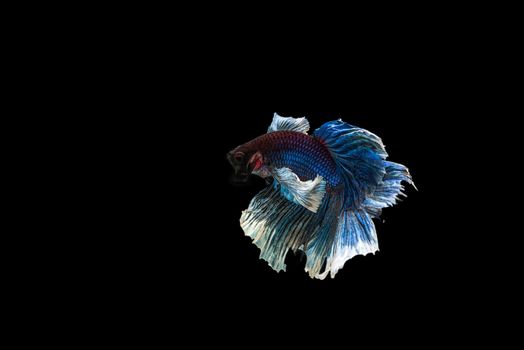 siamese fighting fish isolated on black background.