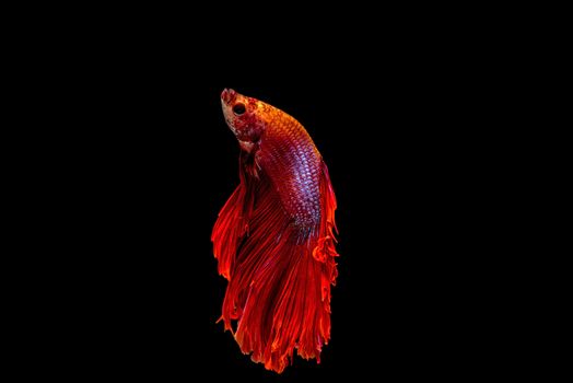 siamese fighting fish isolated on black background.