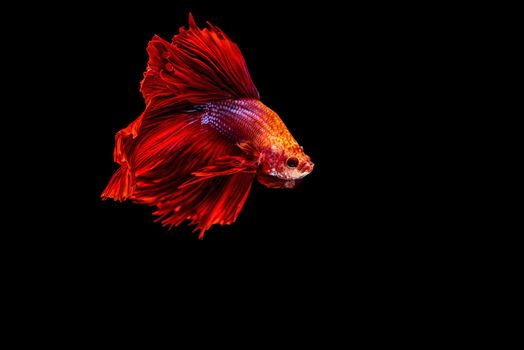 siamese fighting fish isolated on black background.