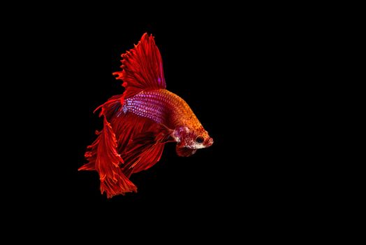 siamese fighting fish isolated on black background.