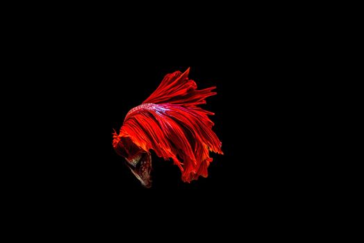 siamese fighting fish isolated on black background.