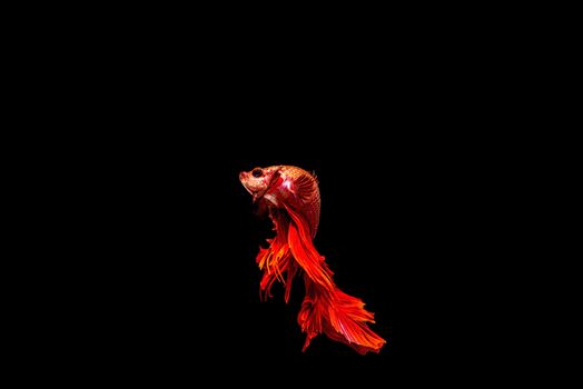 siamese fighting fish isolated on black background.