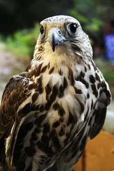 Portrait of a trained falcon