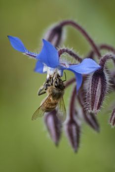 Close-up of a bee while collecting pollen