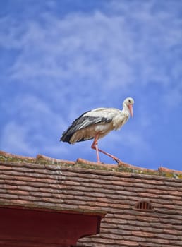 Stork walking on a roof and sky blue