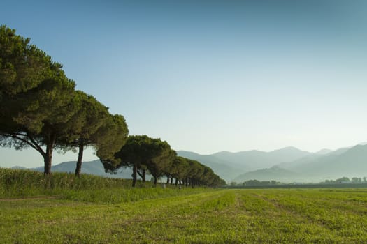 Row the trees in a green field against the backdrop of the Apuan Alps