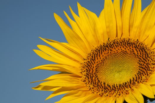 Close-up of a sunflower and blue sky in the background