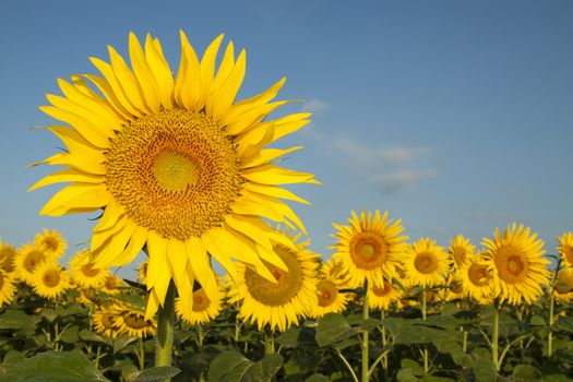 Close-up of an sunflower and sunflowers on background.