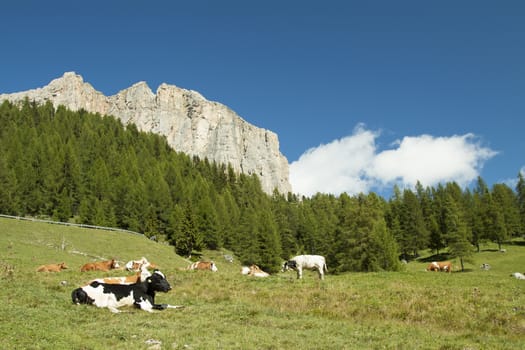 Cows grazing in a green meadow with pine trees an rock wall in the background with white clouds and blue sky