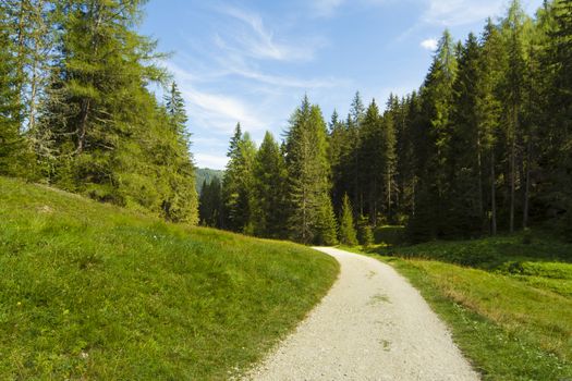 View a path out of the forest in sunny day in the Dolomities