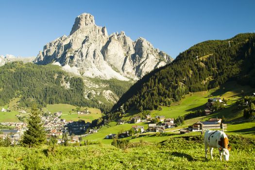 Cow in foreground and in background the village of Corvara and the mount Sassongher