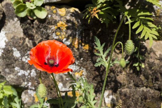 Close-up of a poppy with stone  in the background