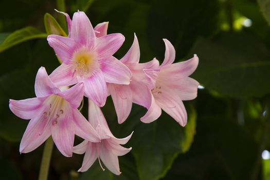 Close-up of lily on dark green background