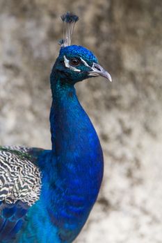 Portrait of a peacock on a neutral background