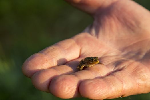 Close-up of a small frog on Franco's palm