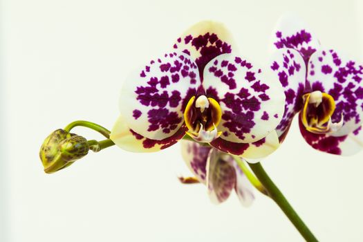 Close up view of orchid on white background