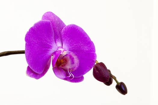 Close up view of orchid on white background