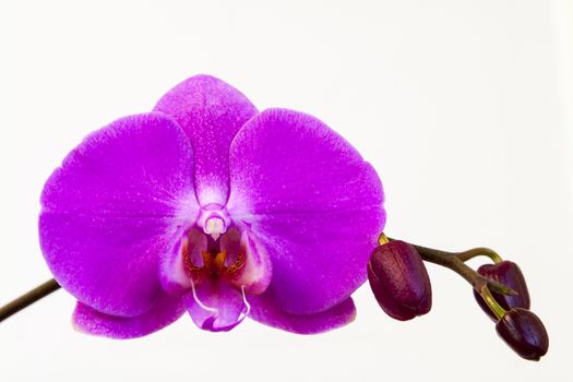 Close up view of orchid on white background